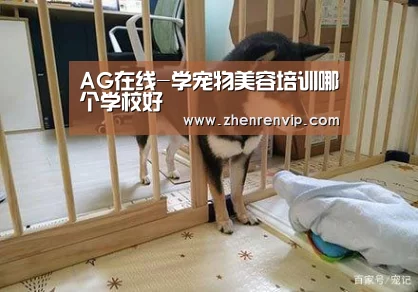 AG在线-学宠物美容培训哪个学校好(图2) AG在线